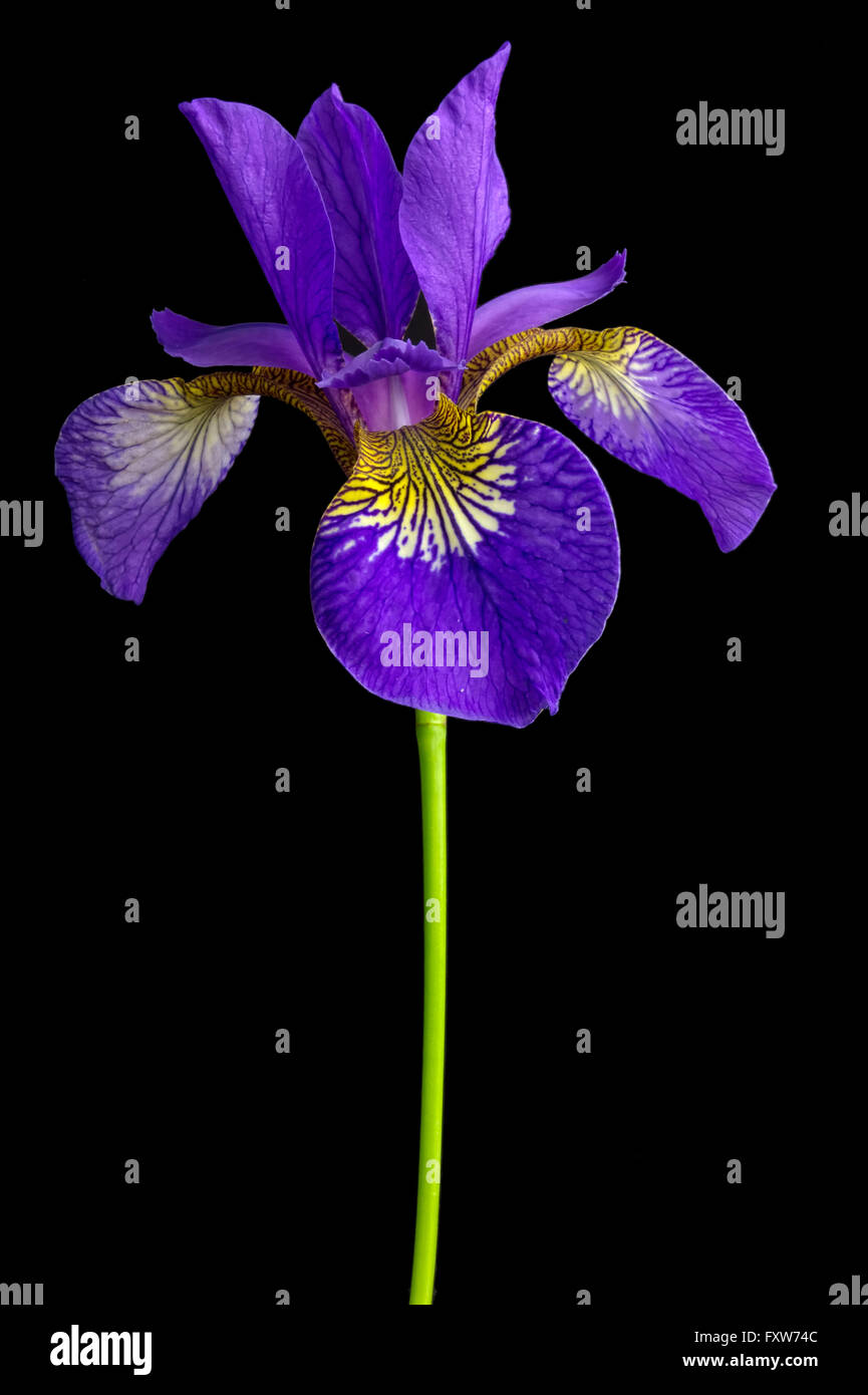 Einzelne Iris versicolor oder blaue Flagge auf schwarzem Hintergrund Stockfoto