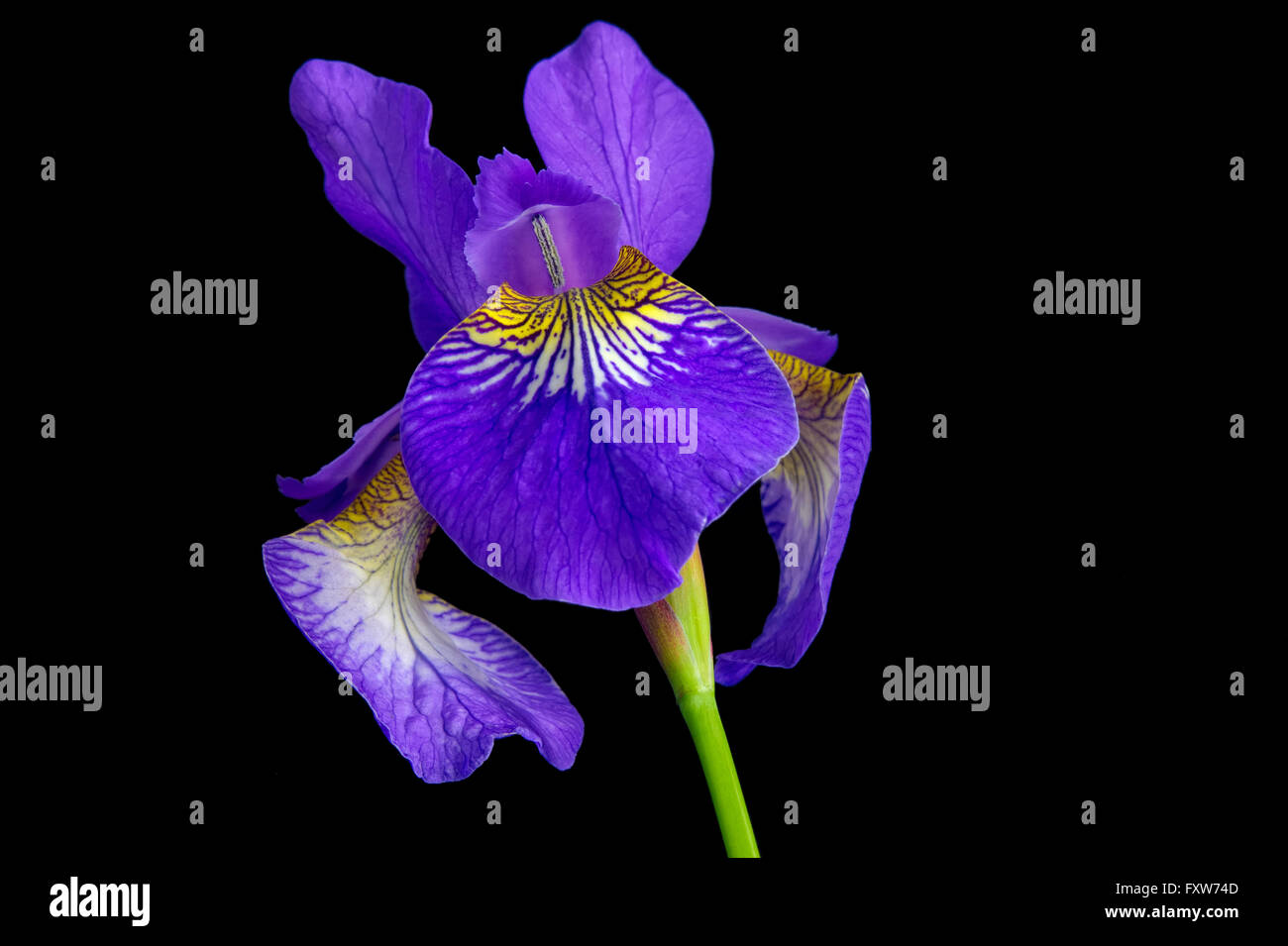 Einzelne Iris versicolor oder blaue Flagge auf schwarzem Hintergrund Stockfoto