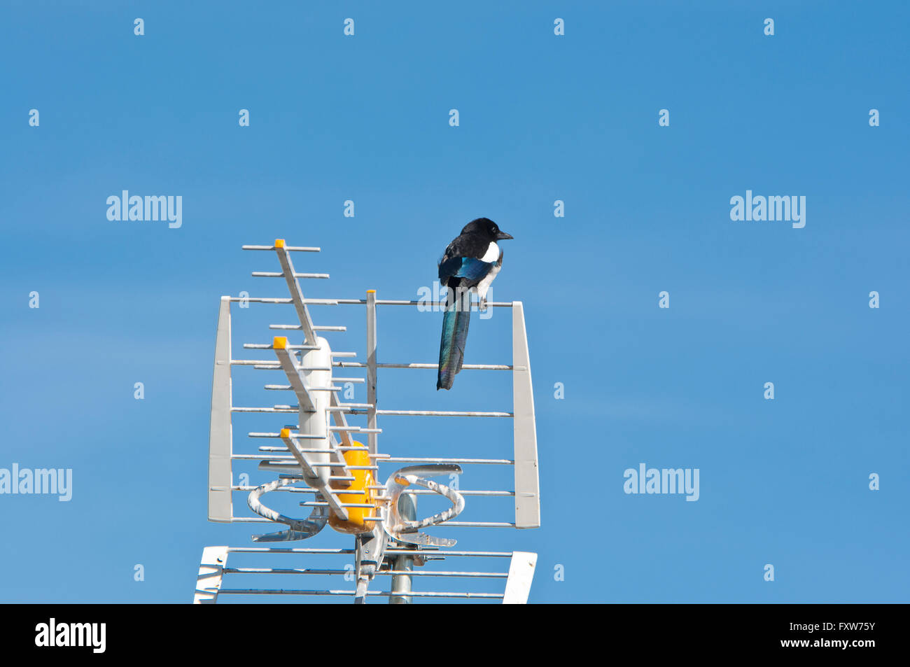 Europäische Elster, Pica Pica, auf eine TV-Antenne Stockfoto