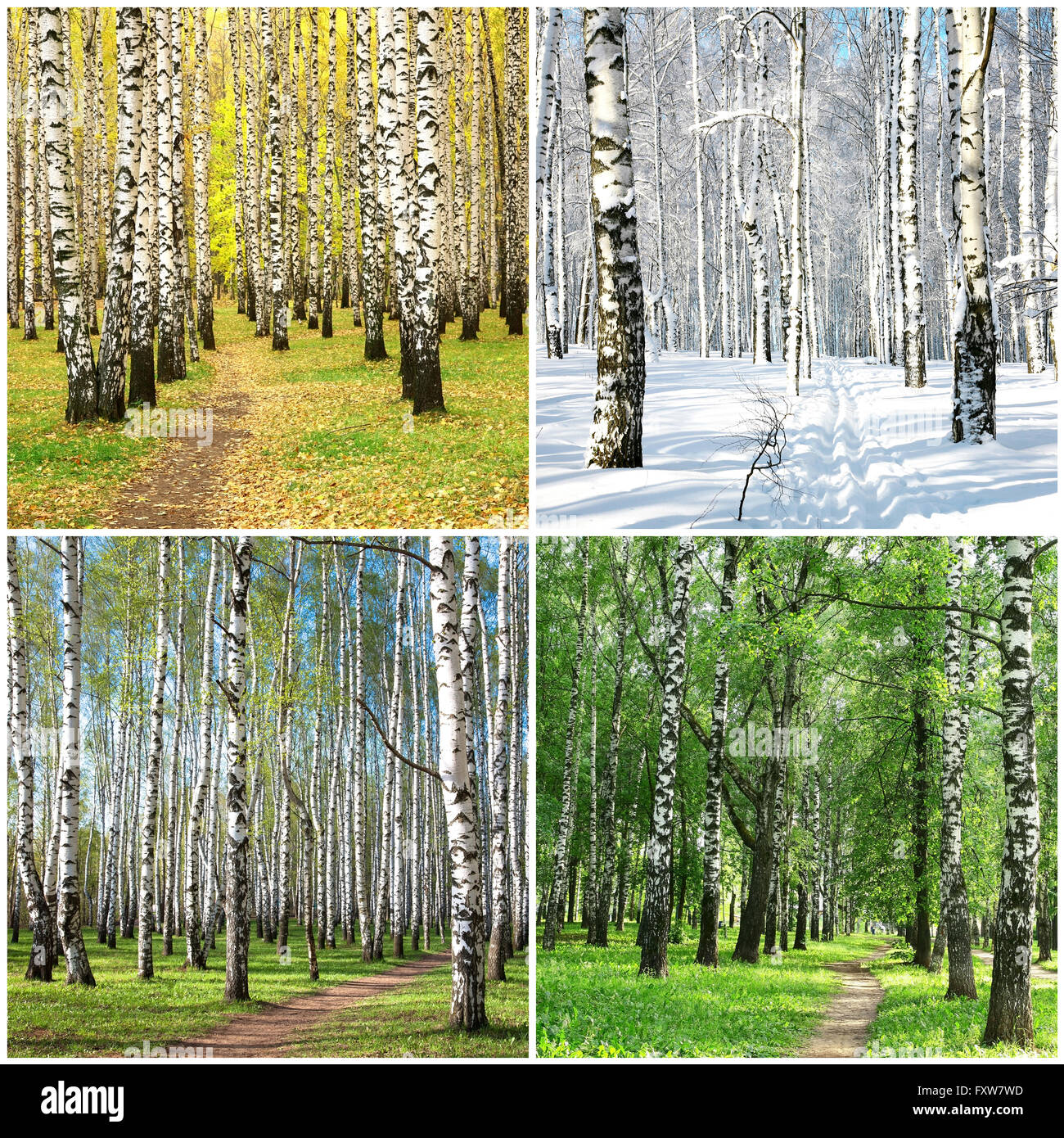 Vier Jahreszeiten collage Reihe von Birken Stockfoto