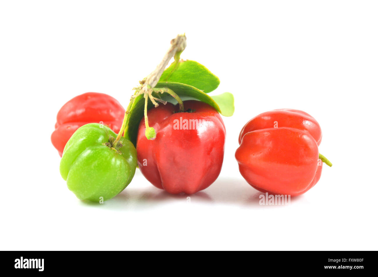 Barbados-Kirsche, Malpighia Emarginata, Familie Malpighiaceae, Central Thailand Stockfoto