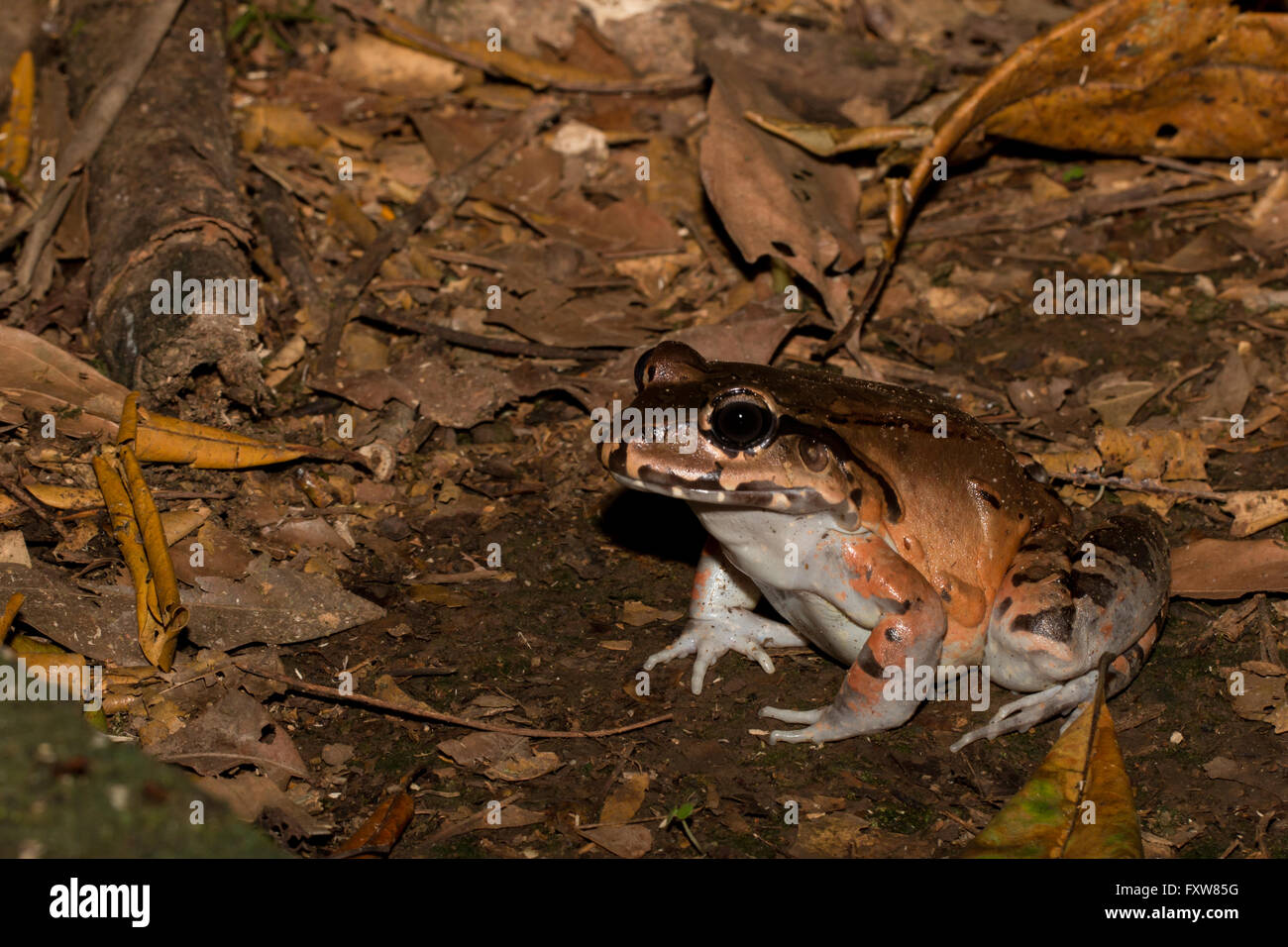 Rauchigen Dschungel Frosch - Leptodactylus pentadactylus Stockfoto