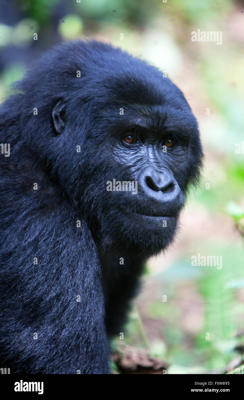 Foto von Jamie Callister ©. Gorillas aus der Bitukura Gruppe, Bwindi undurchdringlichen Wald, Uganda, Zentralafrika Stockfoto