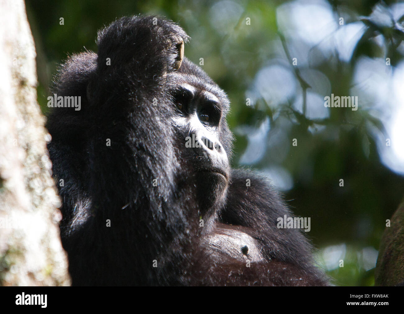 Foto von Jamie Callister ©. Gorillas aus der Bitukura Gruppe, Bwindi undurchdringlichen Wald, Uganda, Zentralafrika Stockfoto