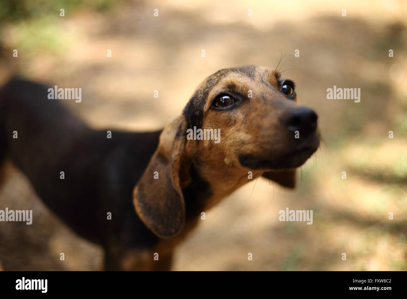 Neugieriger Hund Stockfoto