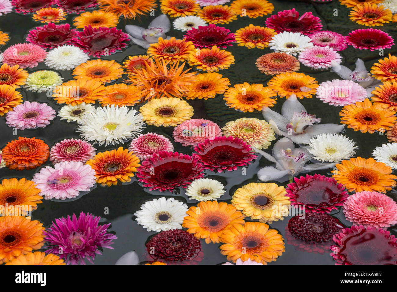 Schwimmen Blumen, Brunnen, Zürich, Schweiz Stockfoto