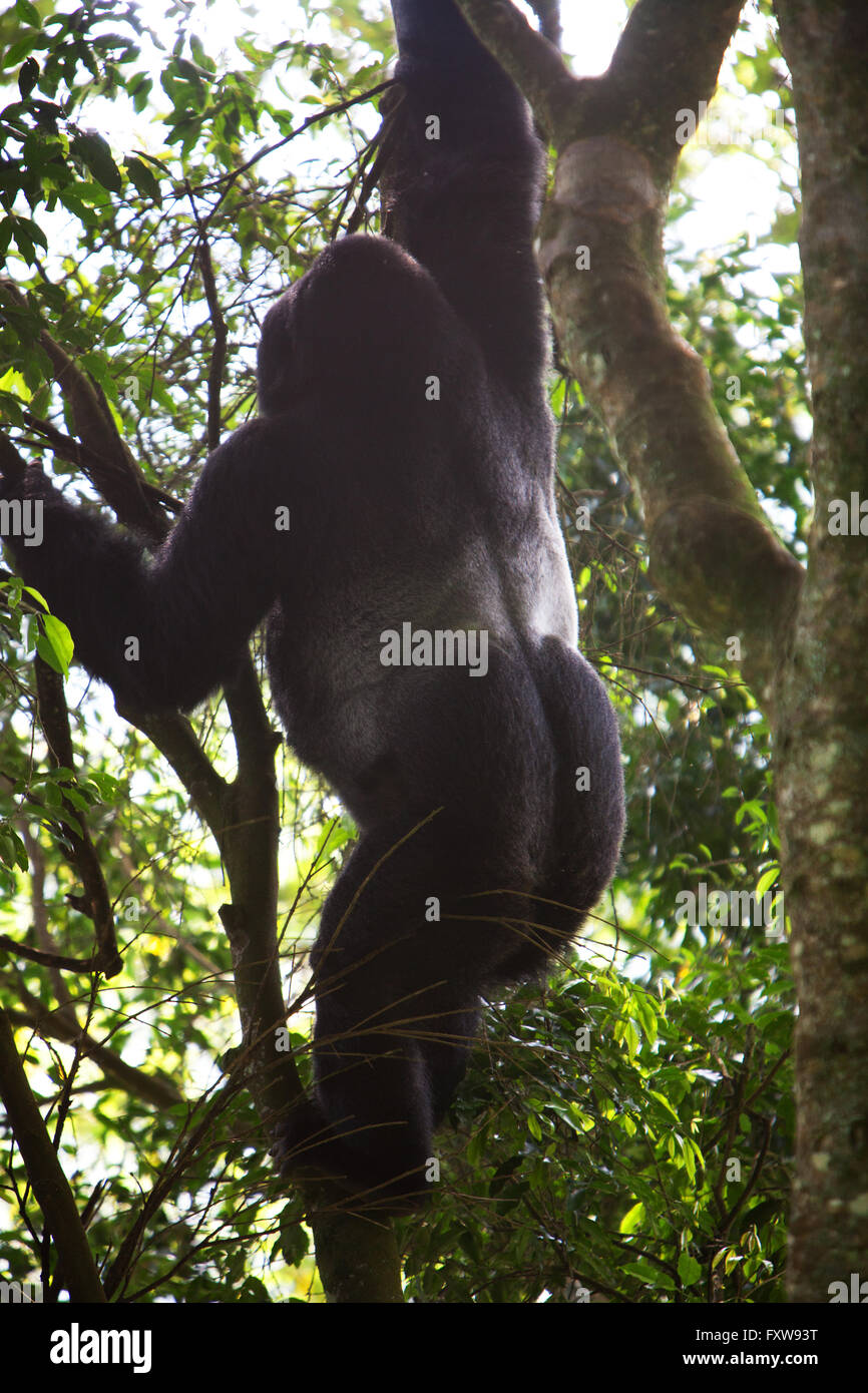 Foto von Jamie Callister ©. Gorillas aus der Bitukura Gruppe, Bwindi undurchdringlichen Wald, Uganda, Zentralafrika Stockfoto