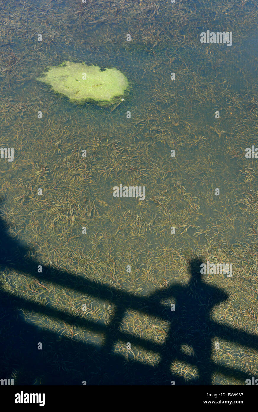 50+ Teich Im Schatten, Die blätter und andere vegetation aus einem