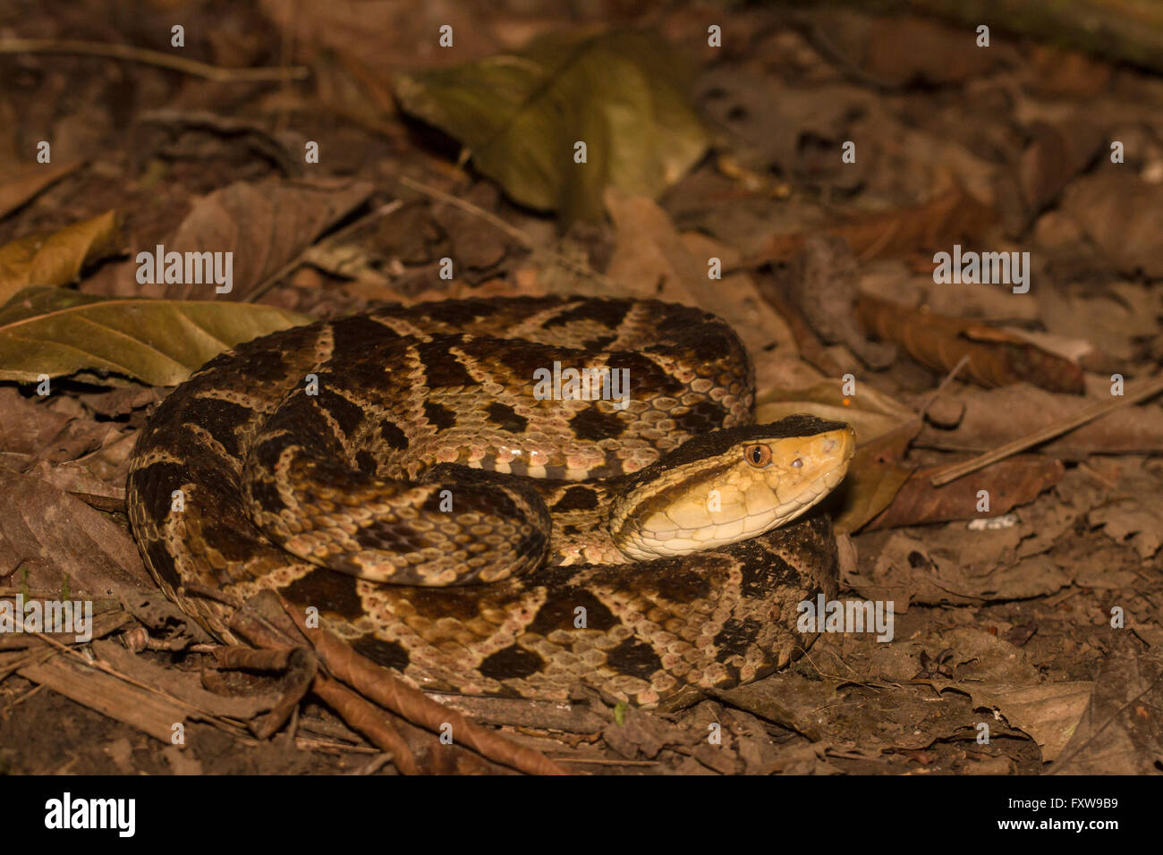 Ein Spiralkabel nach terciopelo - Bothrops asper Stockfoto