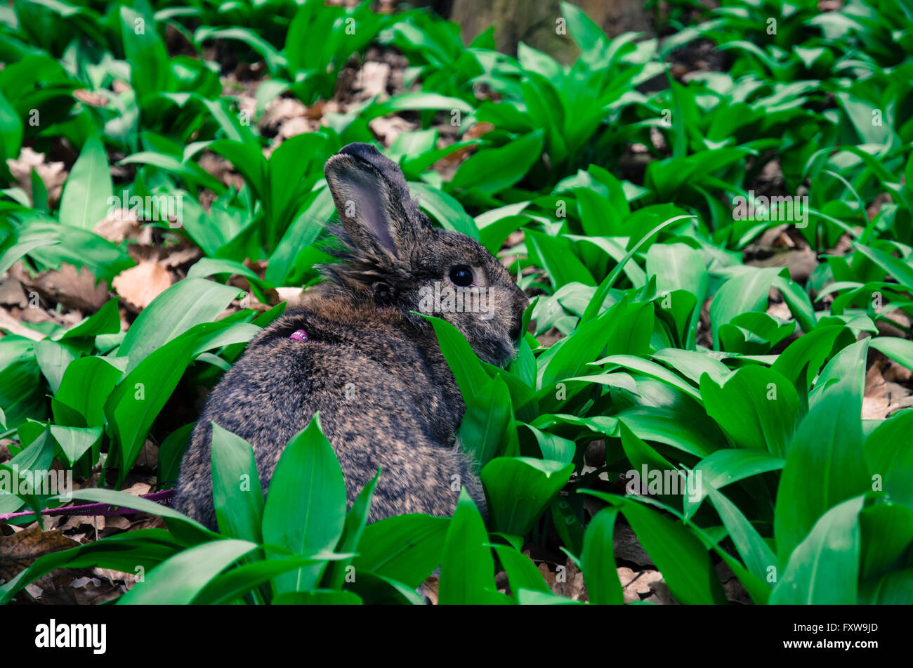 Ansicht von hinten graue Kaninchen in der Natur Stockfoto
