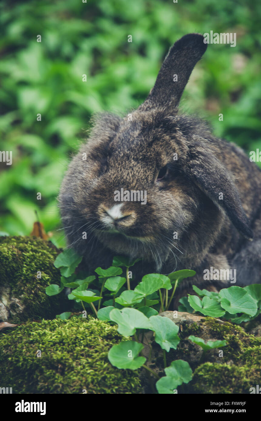 niedlichen graue Kaninchen Haustier in der Natur Stockfoto