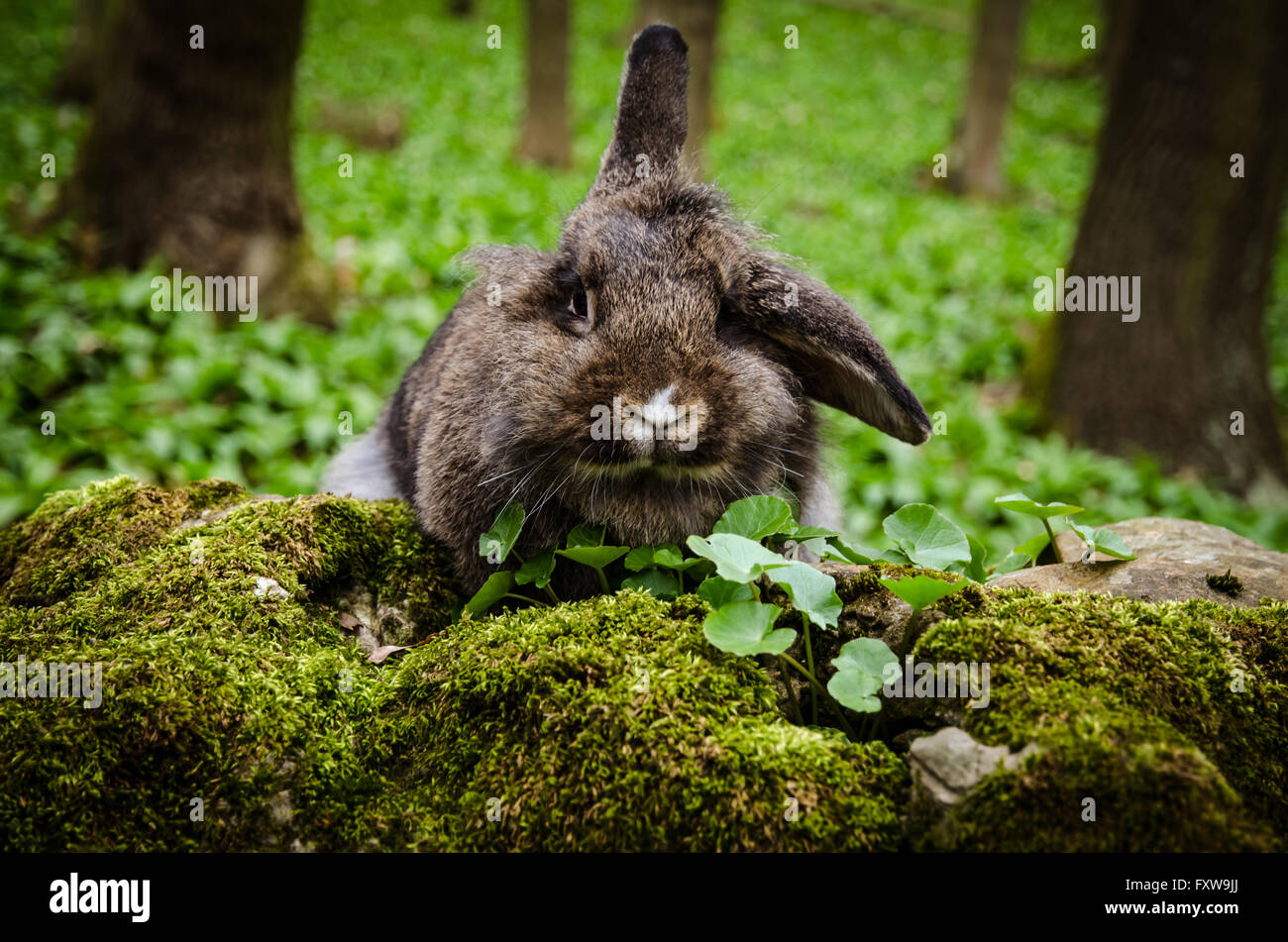 niedlichen graue Kaninchen Haustier in der Natur Stockfoto