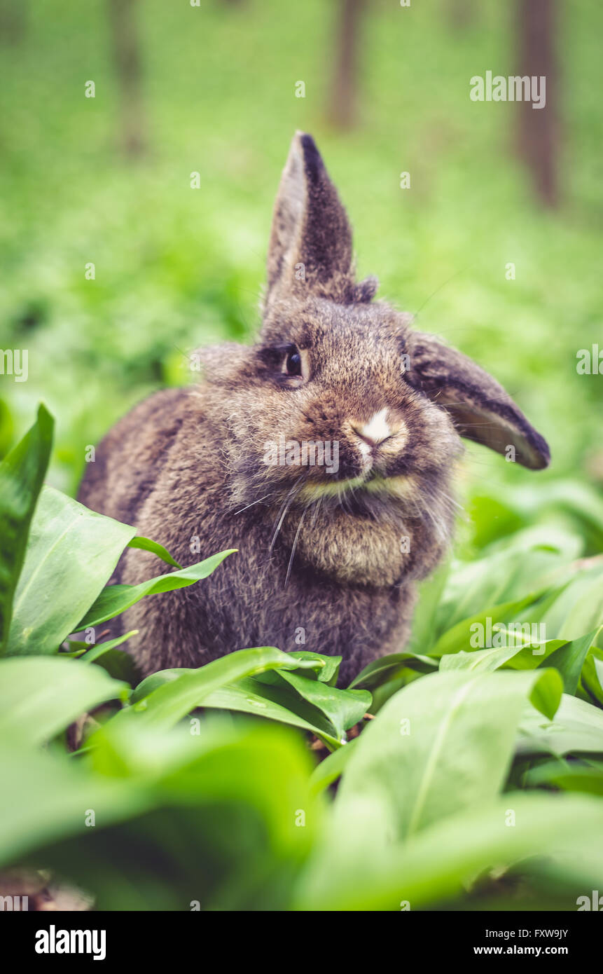 schöne Kaninchen Haustier im Wald Stockfoto