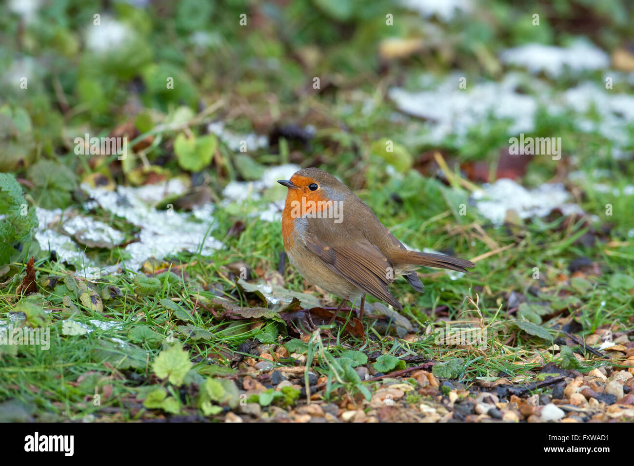 Robin Erithacus Rubecula in Frost Stockfoto