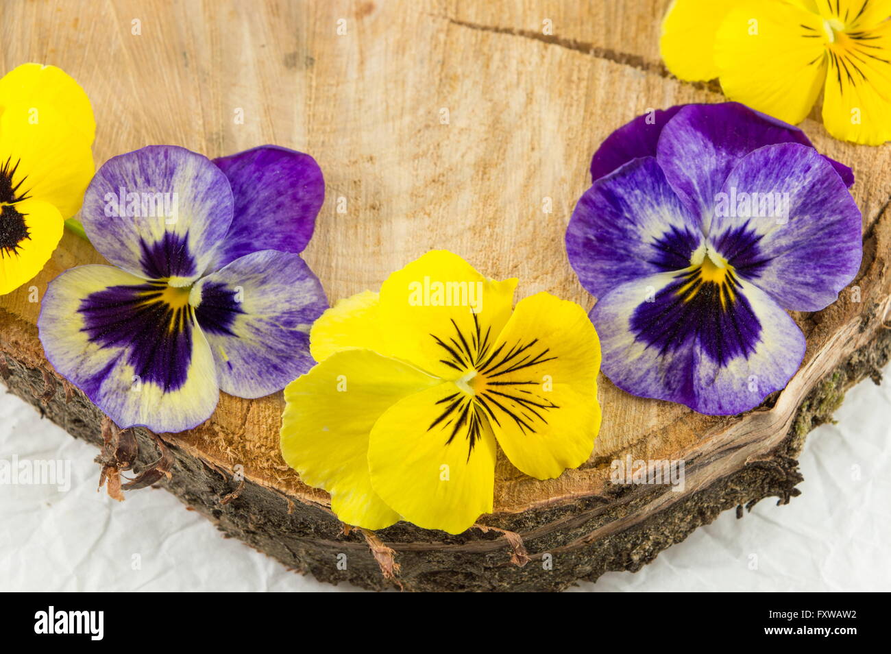 Violette Blumen Dekoration auf ein Holzscheit Stockfoto