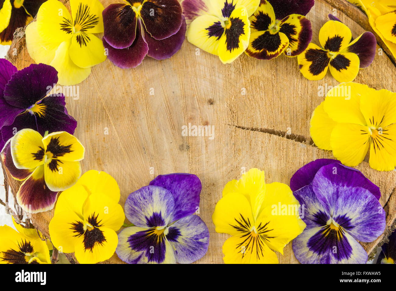Violette Blumen Dekoration auf ein Holzscheit Stockfoto
