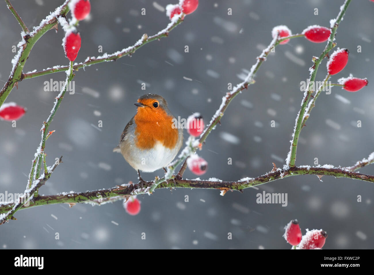 Robin Erithacus Rubecula auf Hagebutten im Schneesturm Stockfoto