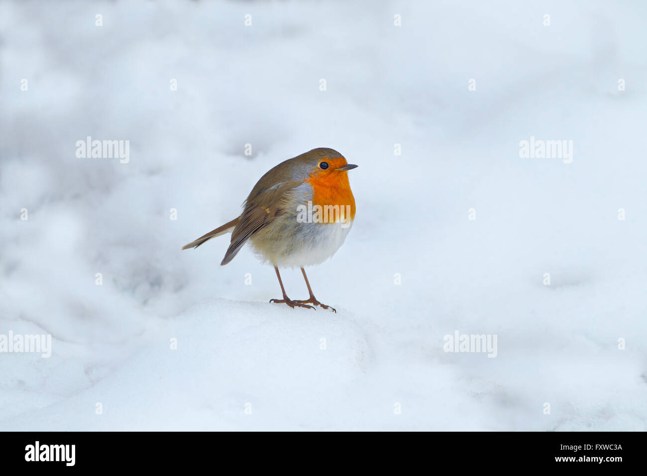 Robin Erithacus Rubecula auf dem Boden im Schnee Stockfoto