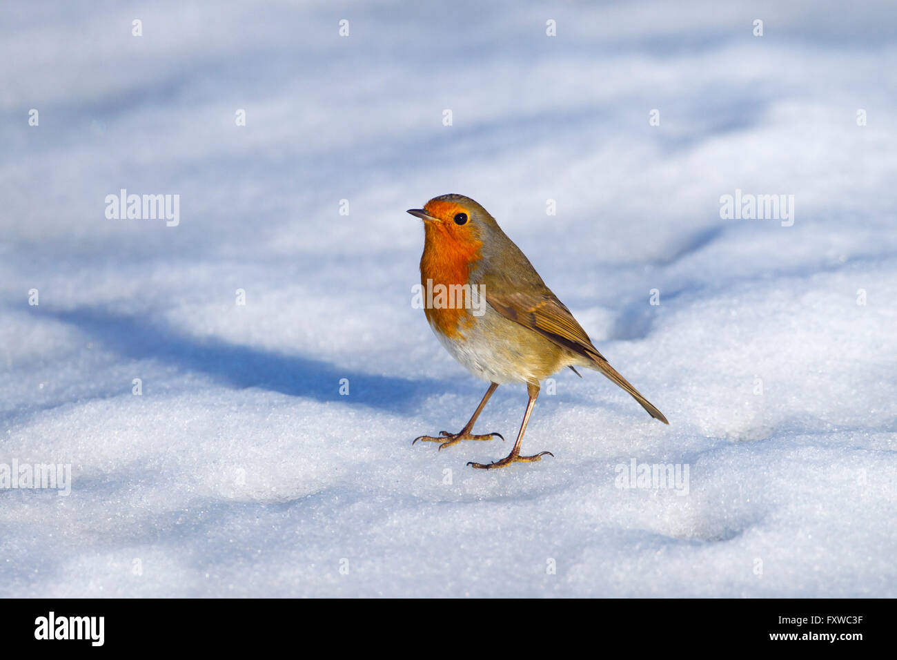 Robin Erithacus Rubecula auf dem Boden im Schnee Stockfoto