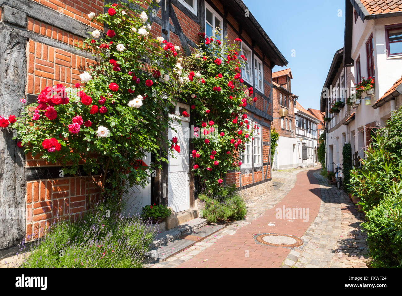 Kletterrosen vor einem Fachwerkhaus in einer engen Straße, alte Schoolstreet in Nienburg, Niedersachsen, Deutschland Stockfoto