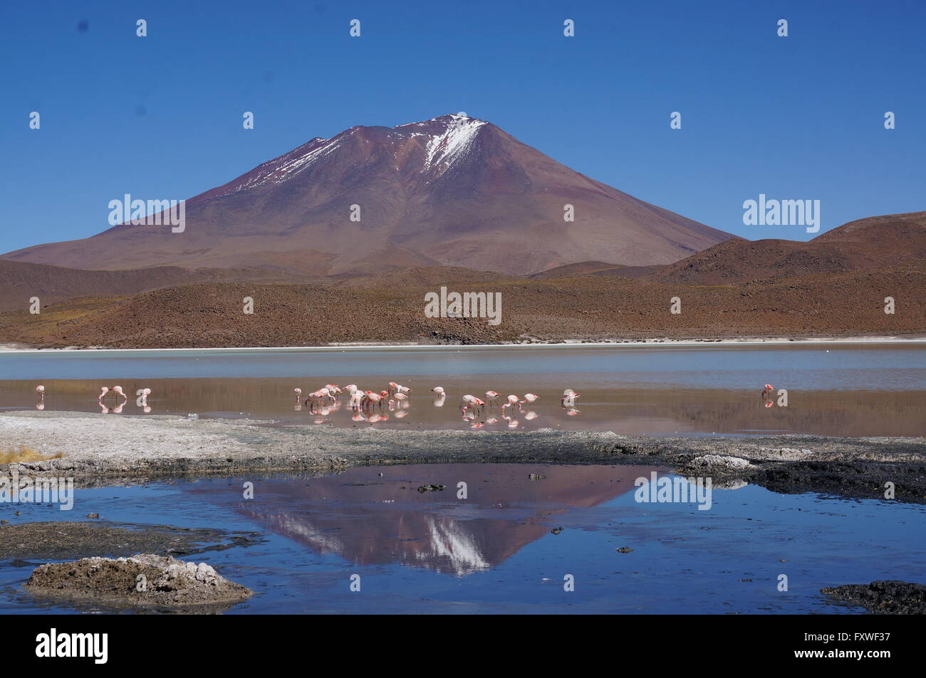 Bolivien - 21.08.2013 - Bolivien / Uyuni - Lagunes, Herde von Lamas - Sandrine Huet / Le Pictorium Stockfoto