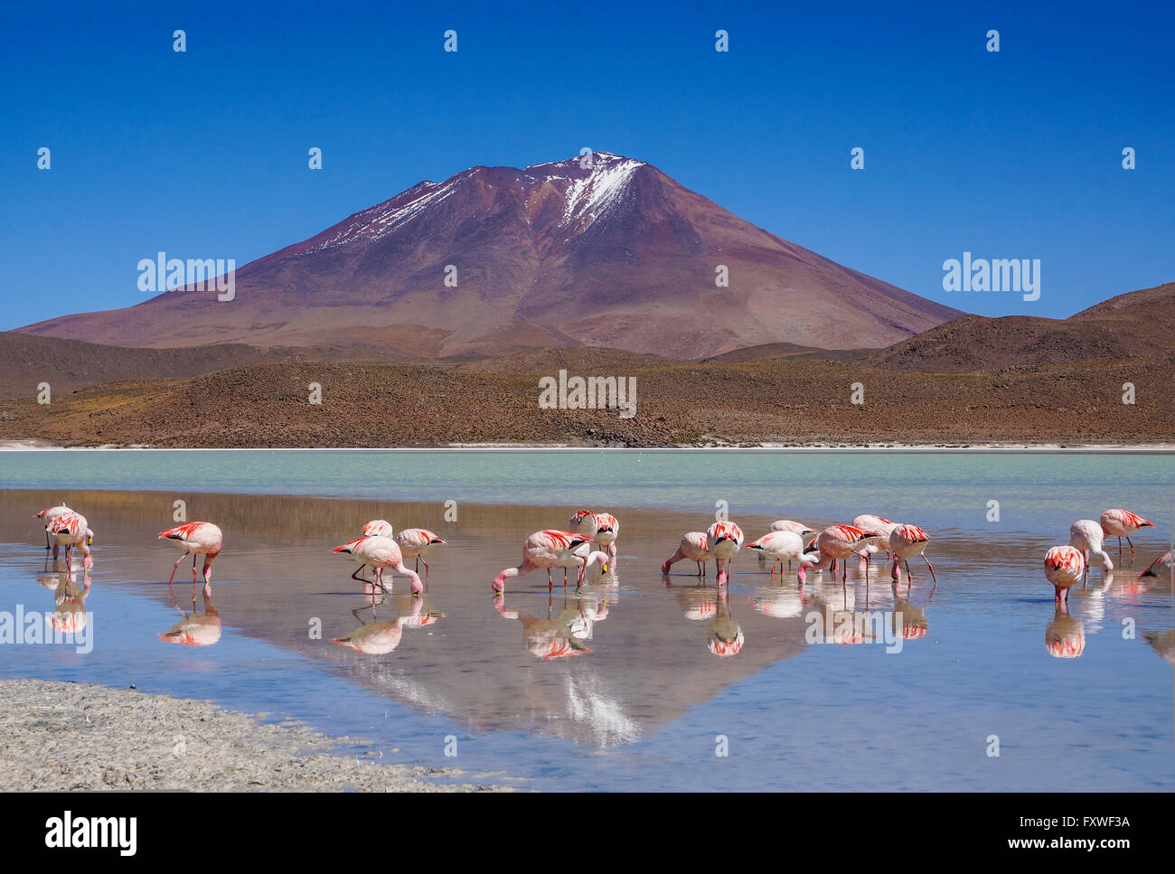 Bolivien - 21.08.2013 - Bolivien / Uyuni - Lagunes, Herde von Lamas - Sandrine Huet / Le Pictorium Stockfoto