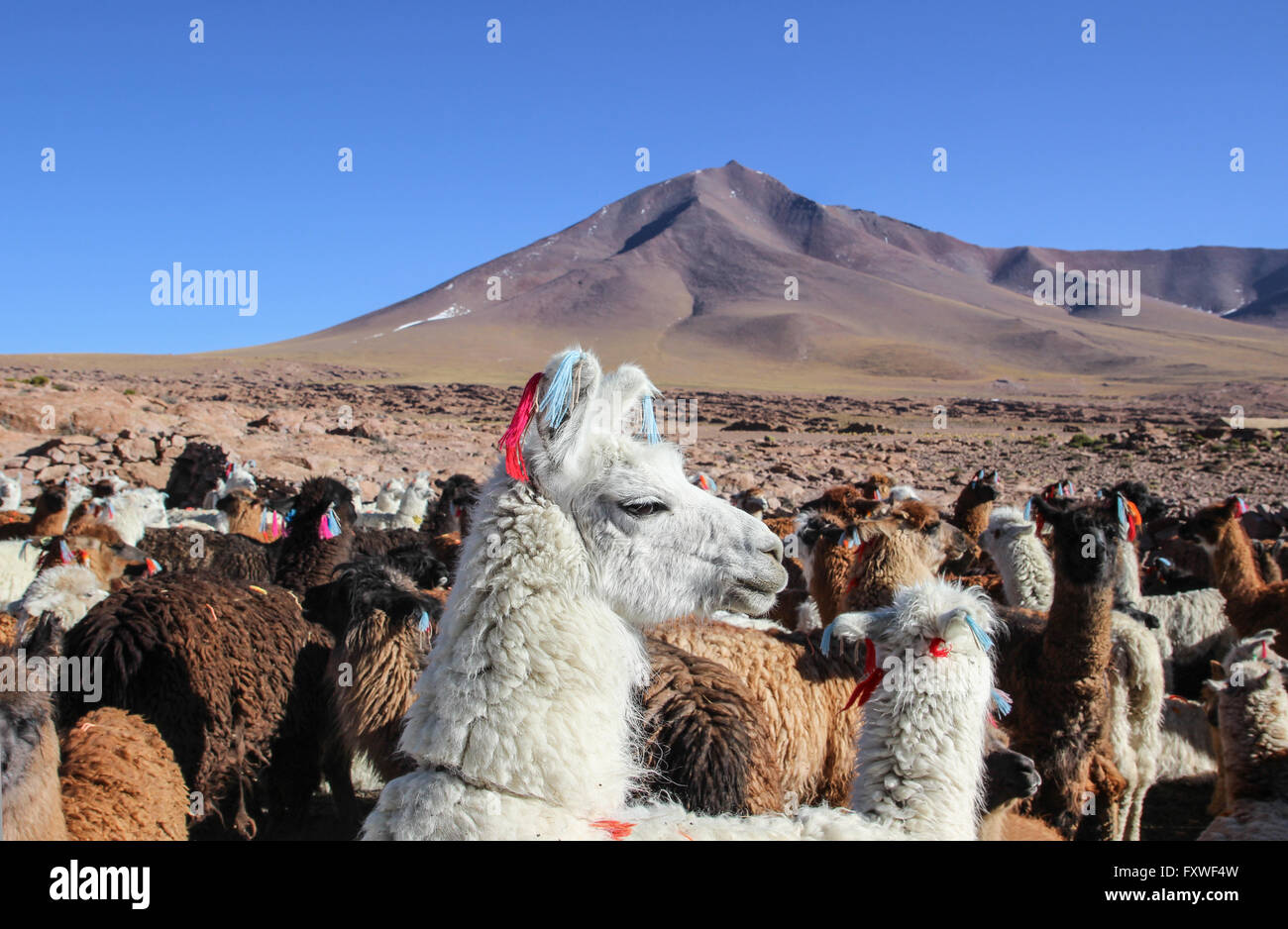 Bolivien - 20.08.2013 - Bolivien / Uyuni - Lagunes, Herde von Lamas - Sandrine Huet / Le Pictorium Stockfoto