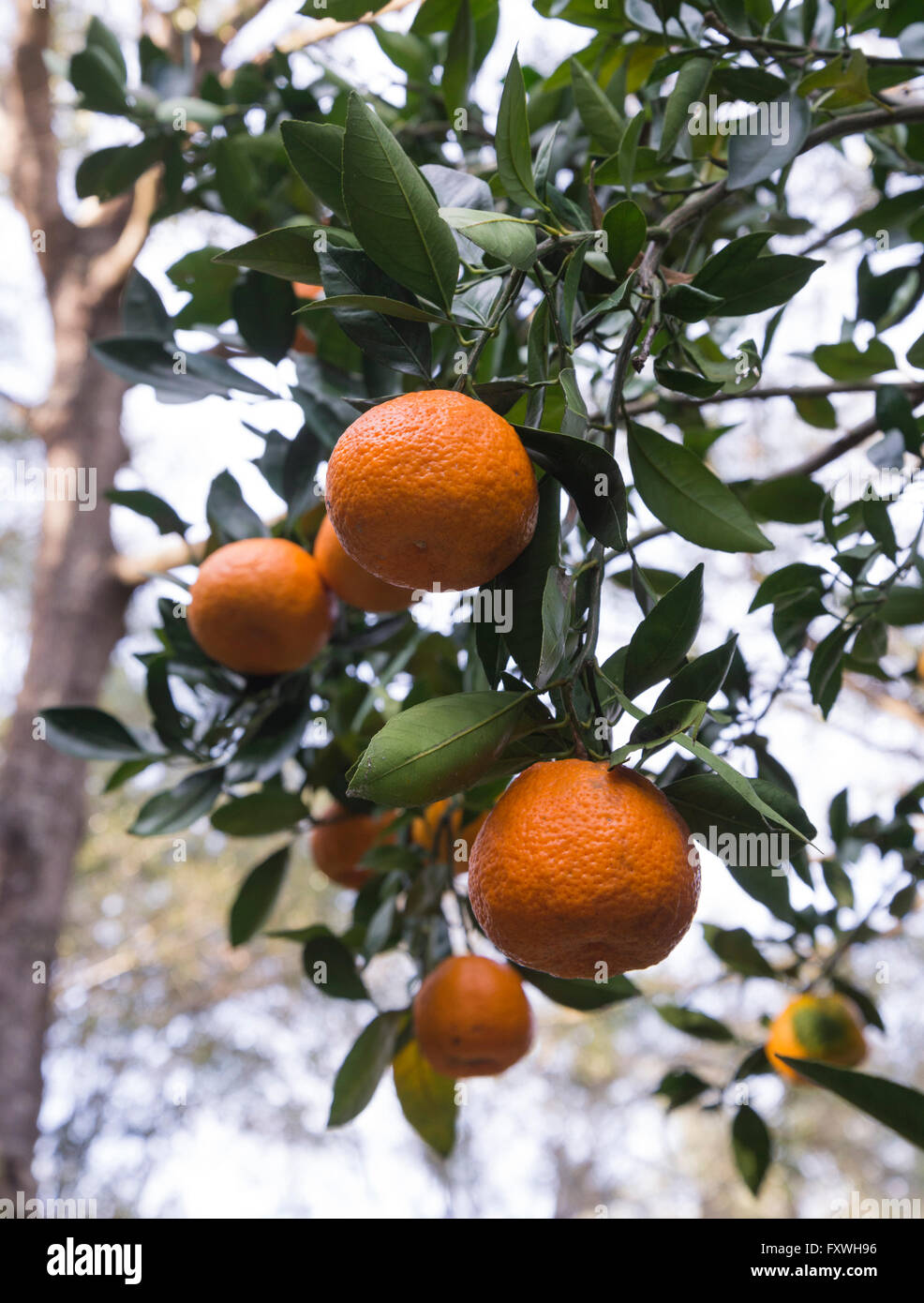 Orangen wachsen an einem Baum in einem Hinterhof North Florida. Stockfoto