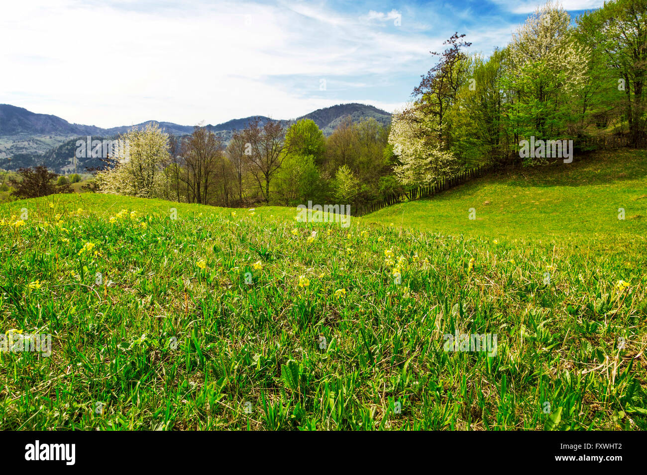 Frühling grünen Wiese im Frühling mit frische Gräser und Bäume Stockfoto