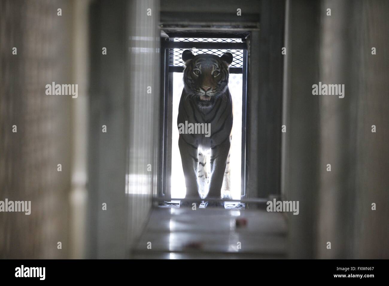 Geschwindigkeit datiert Tiger london