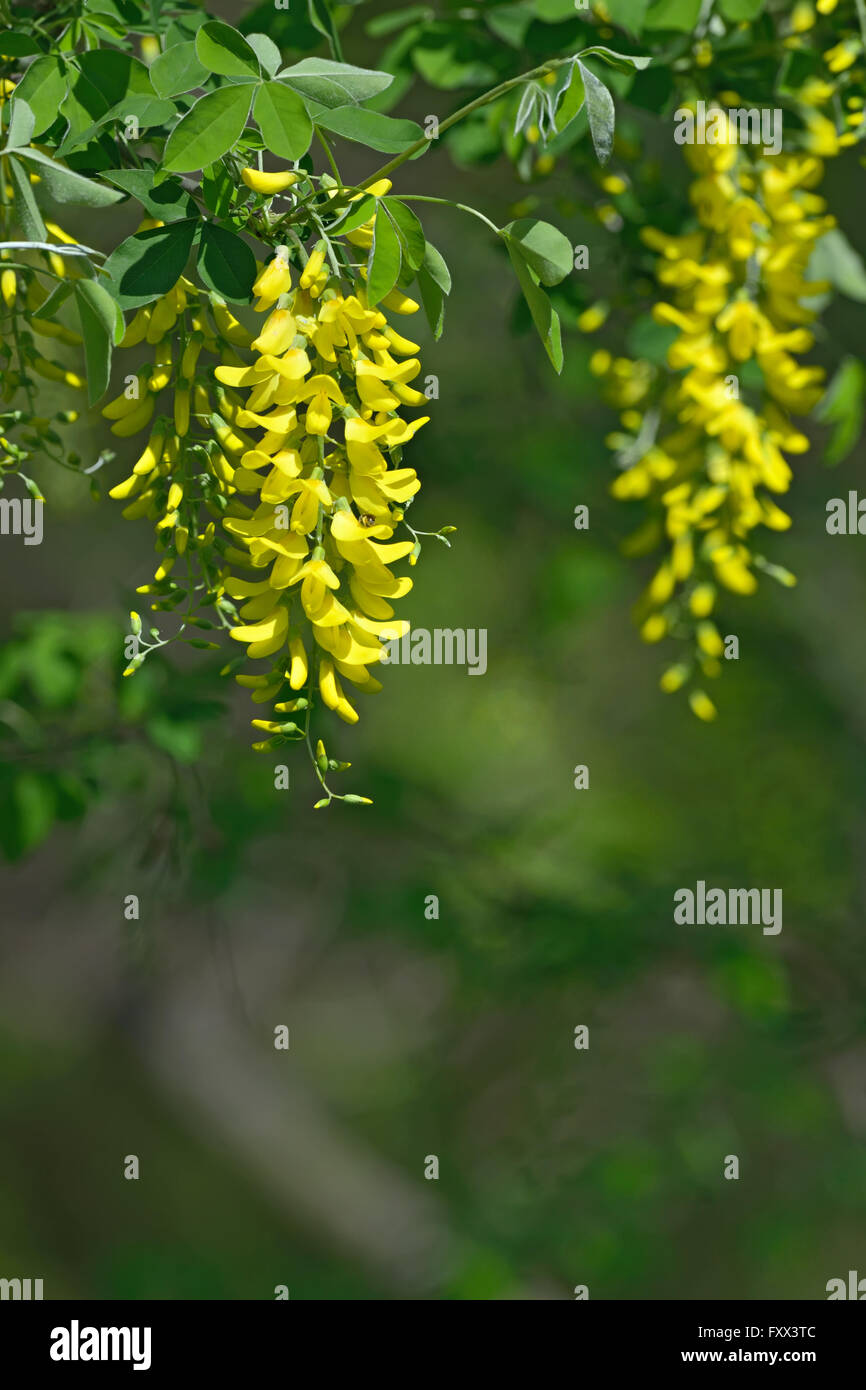 Laburnum Anagyroides gelbe Blüten, die in der Luft hängen Stockfoto
