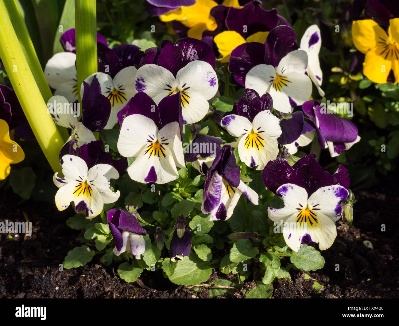 Viola "Sorbet White Jump Up" Blumen Stockfoto