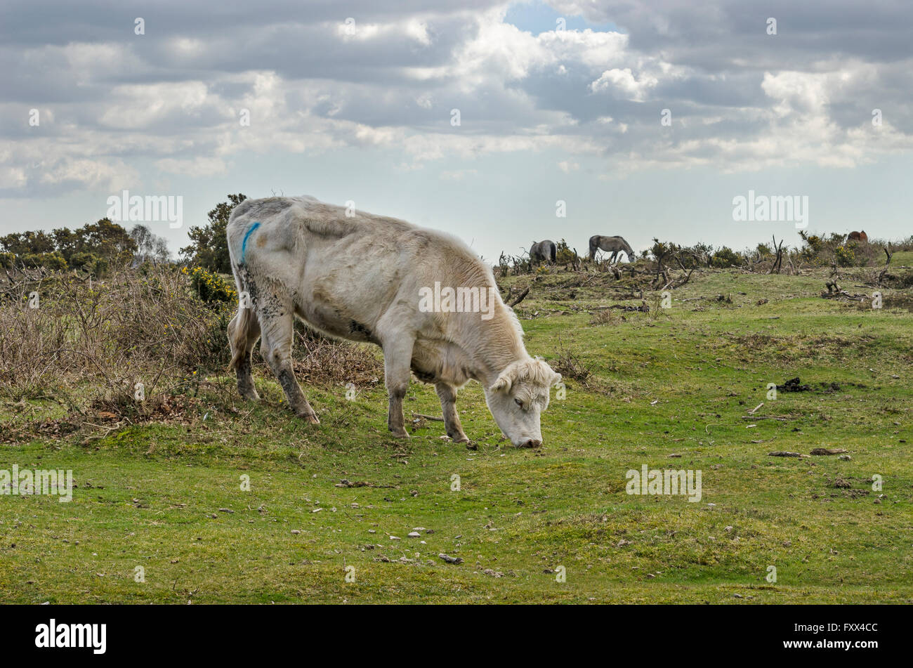 New Forest Tiere Recht, frei über den Wald durchstreifen Stockfoto