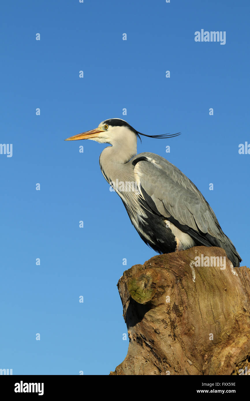 Graureiher vor blauem Himmel Stockfoto