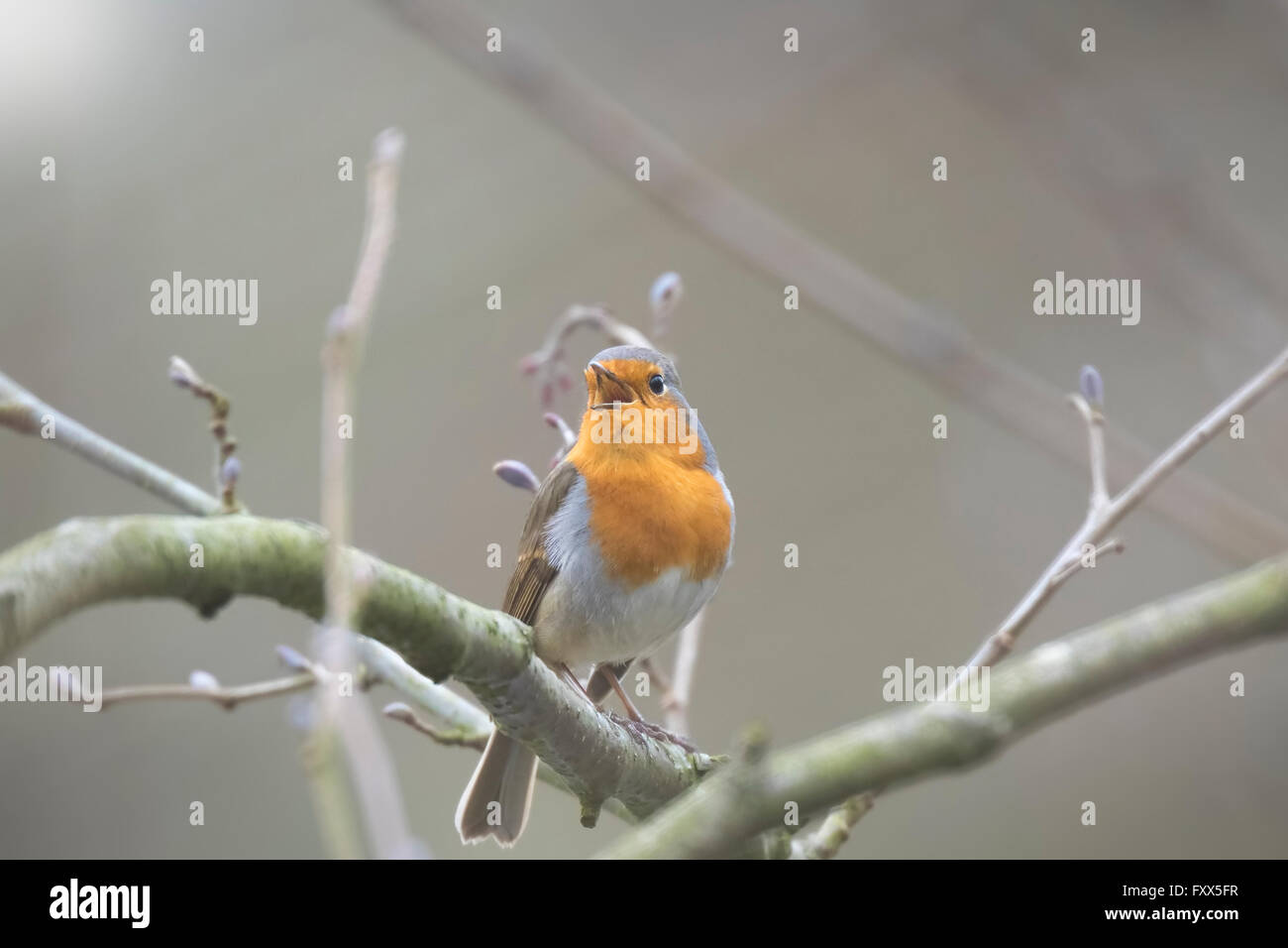 Europäischen Rotkehlchen (Erithacus Rubecula) Vogel singen und Anzeige während der Frühjahrssaison in der Suche für einen Kumpel. Stockfoto