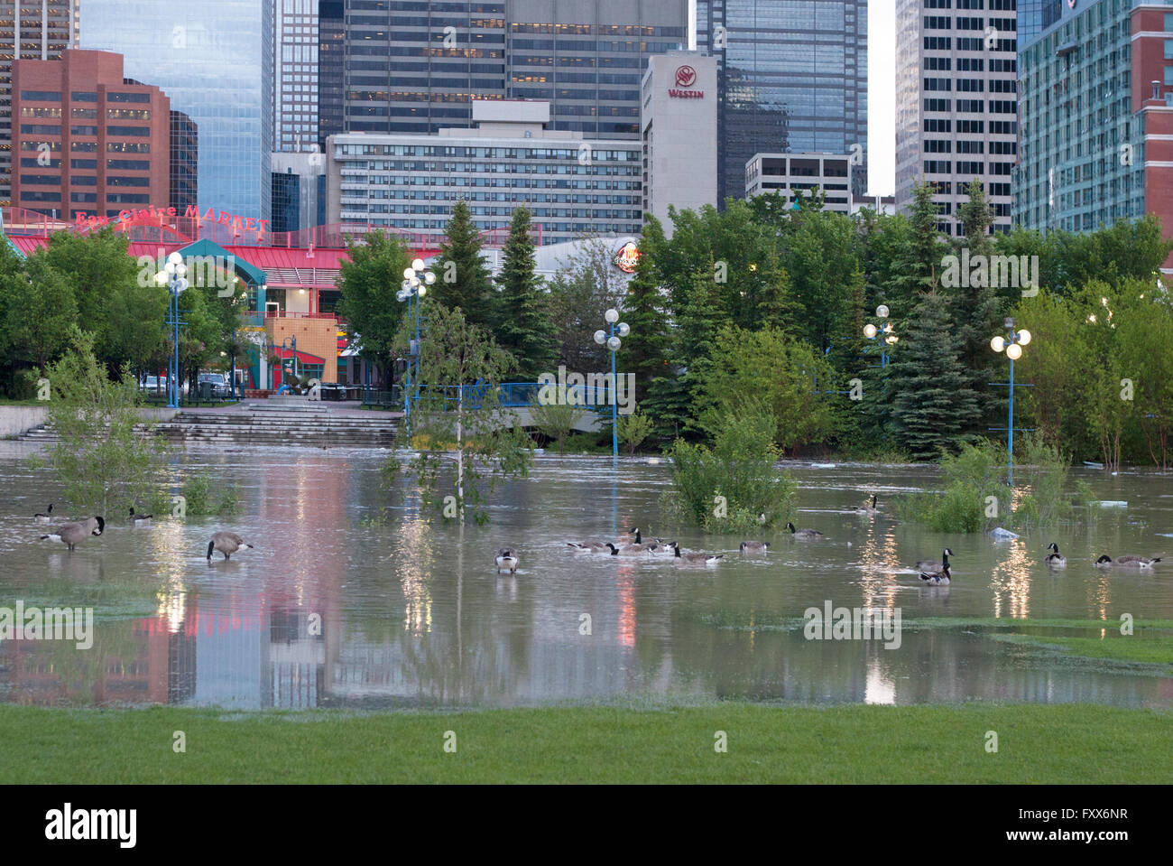 Kanadische Gänse schwimmen in einer überfluteten Lagune während der Flut des Bow River in der Eau Claire Gegend im Zentrum von Calgary, Kanada Stockfoto