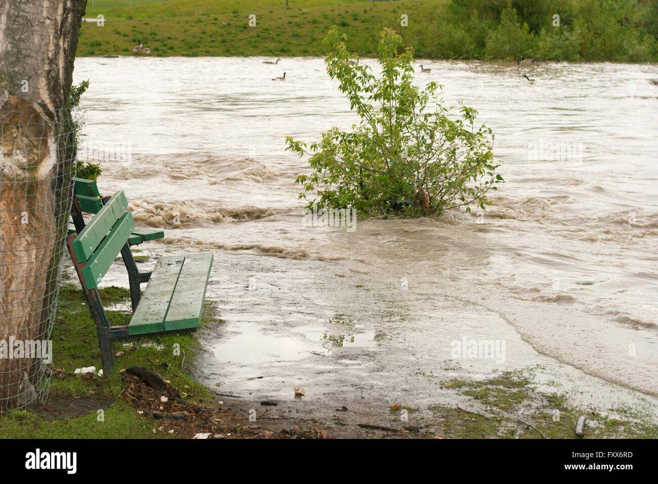 Baum Bäumchen getaucht, während die Innenstadt von Calgary Bow River-Flut Stockfoto