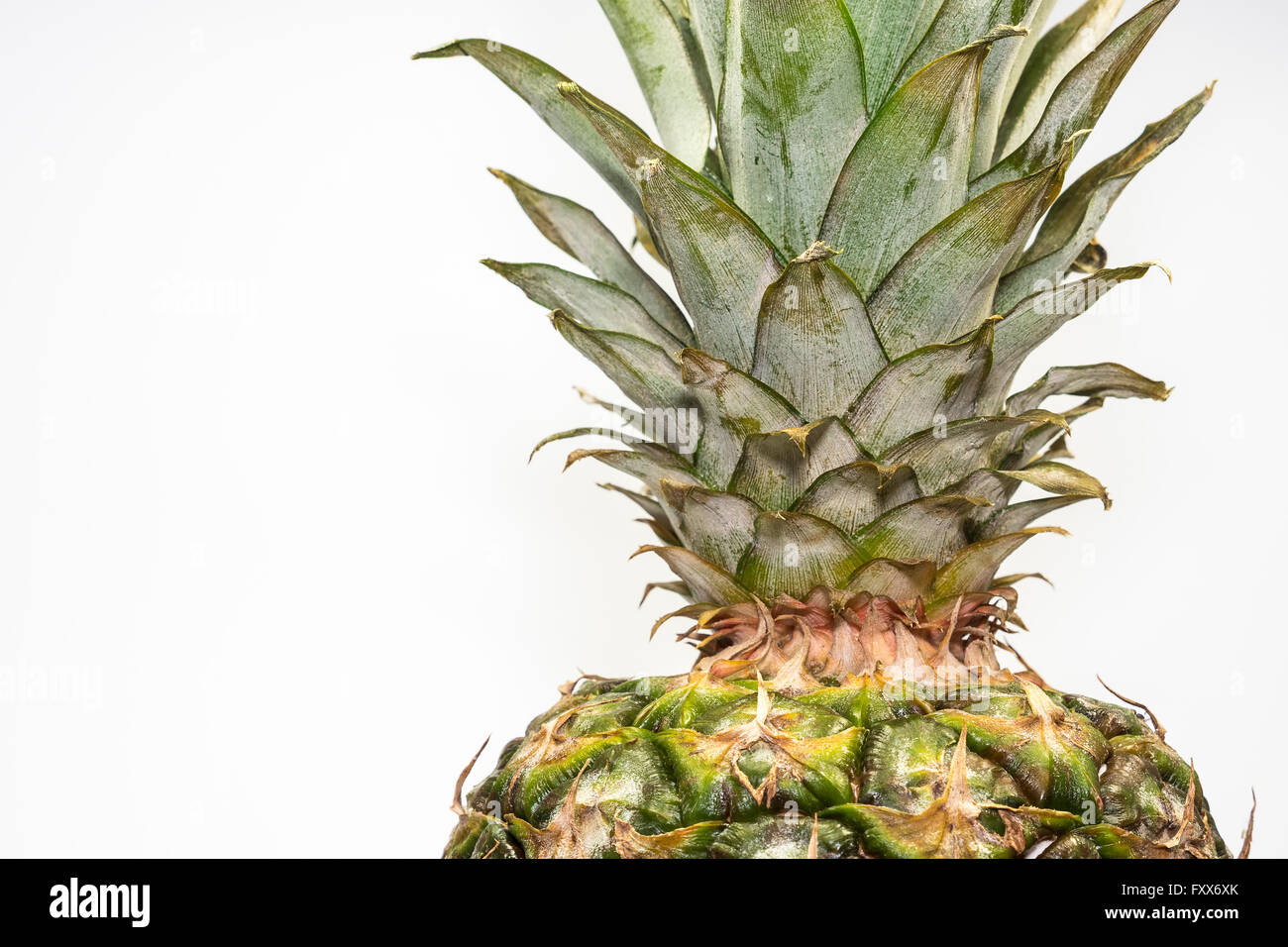 Ananas mit weißen Hintergrund isoliert Stockfoto