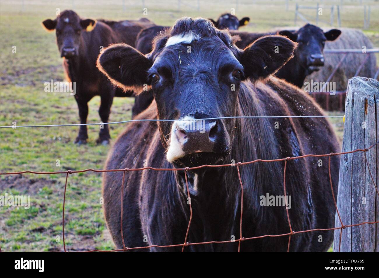 Schwarze Kuh geradeaus schauen Stockfoto