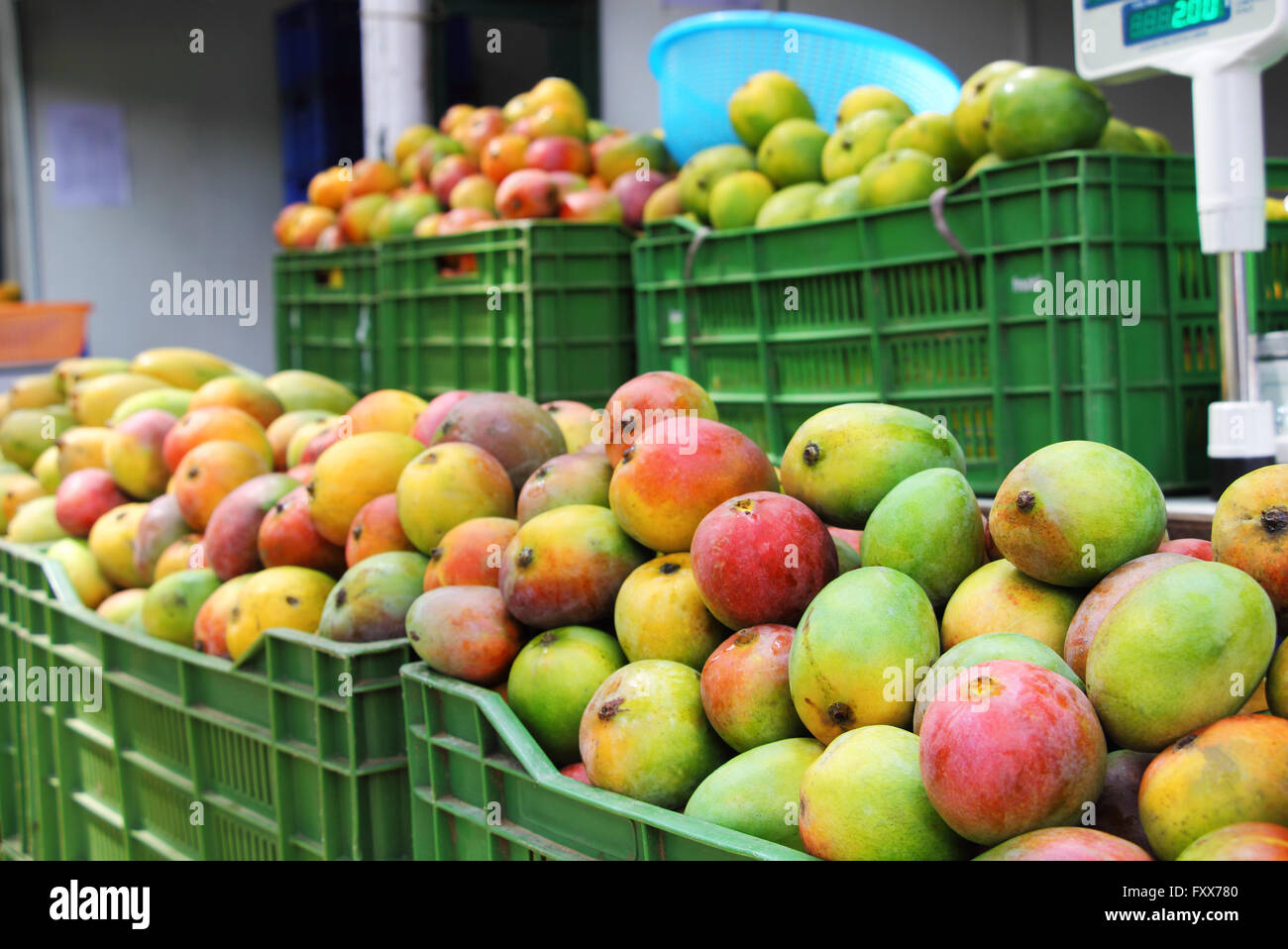 Verkauf von verschiedenen Sorten von indischen Mangos. Indien produziert Mangos mit breiten Geschmack, Farbe, Form und Textur Stockfoto