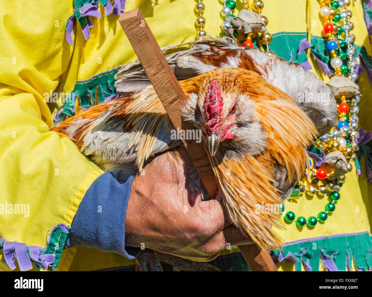 Rodney Victorian, Huhn Beschriftung hält man seinen Preis-Hähne für den traditionellen Chicken Run während Lake Charles Familie fr Stockfoto