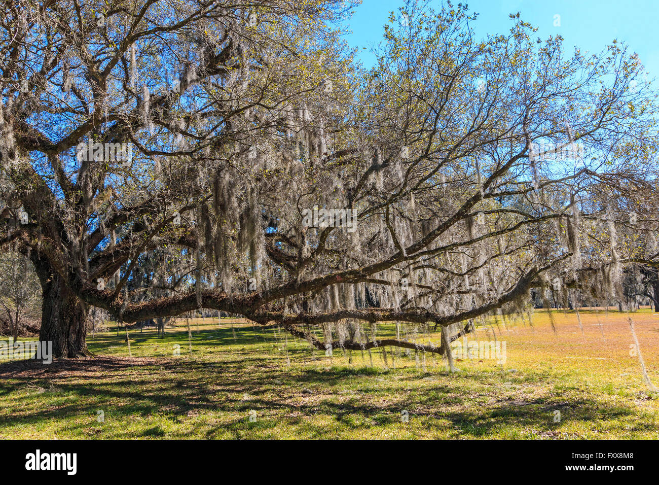Große südliche Eichen (Quercus Virginiana) in Louisiana. Stockfoto