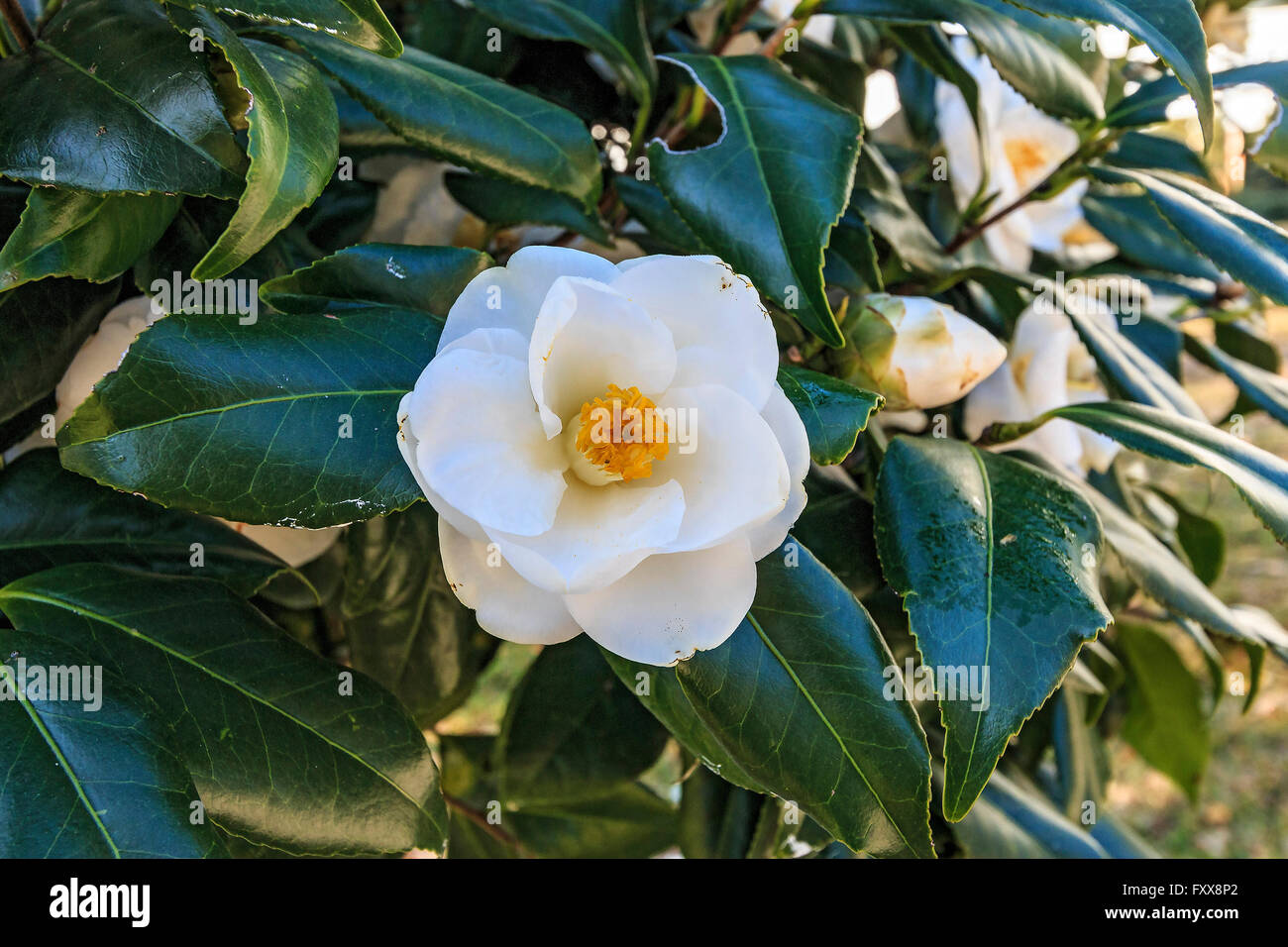 Magnolie Blume in voller Blüte. Allgemein bekannt als die südliche Magnolie oder Bull Bucht, ist ein Baum aus der Familie Magnoliaceae Stockfoto