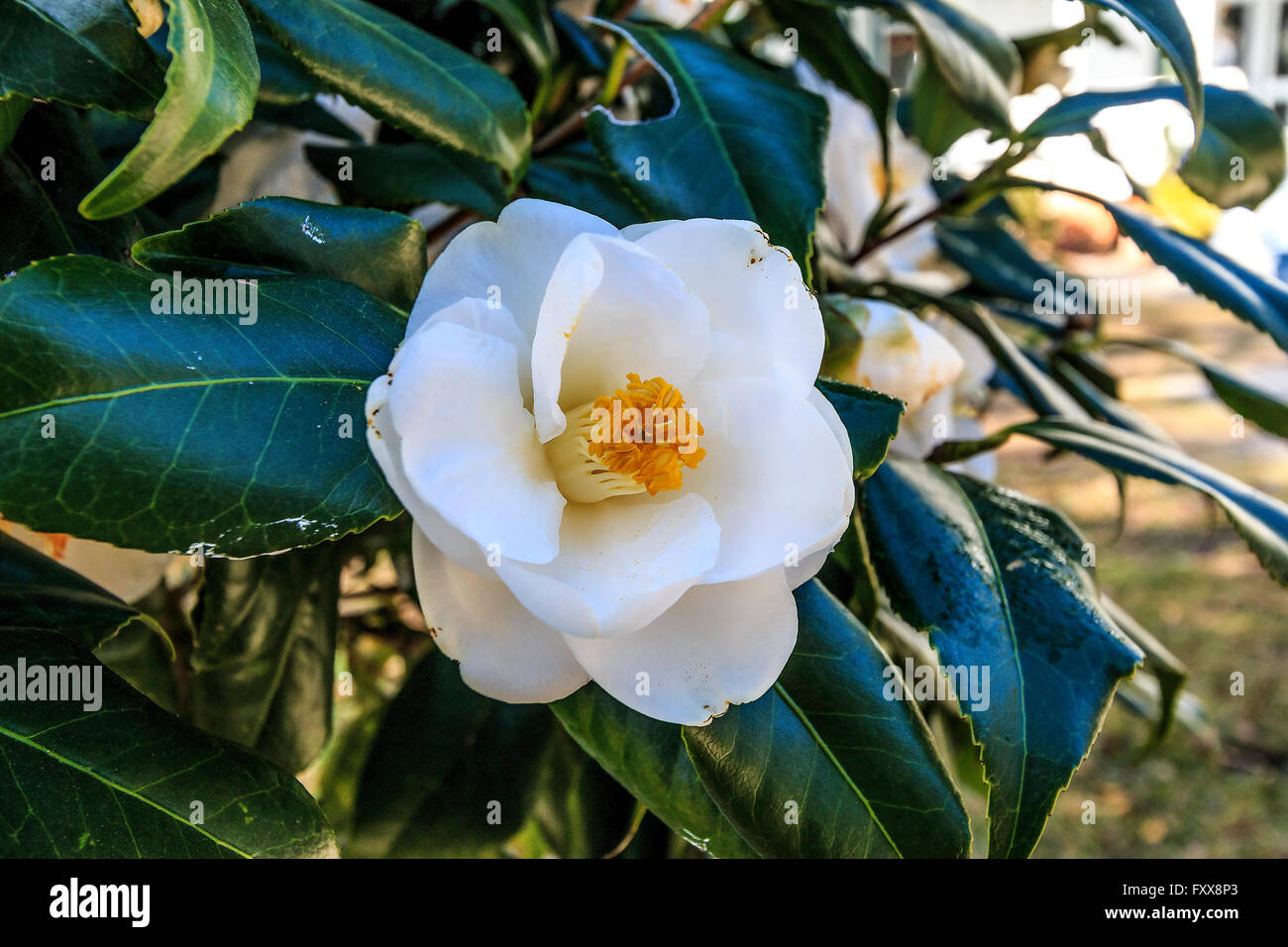 Magnolie Blume in voller Blüte. Allgemein bekannt als die südliche Magnolie oder Bull Bucht, ist ein Baum aus der Familie Magnoliaceae Stockfoto