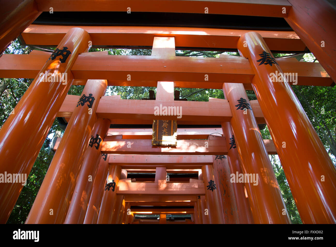 Auf der Suche nach oben an den orangefarbenen Toren der Fushimi-Inari-Schrein in Kyōto, Japan. Stockfoto