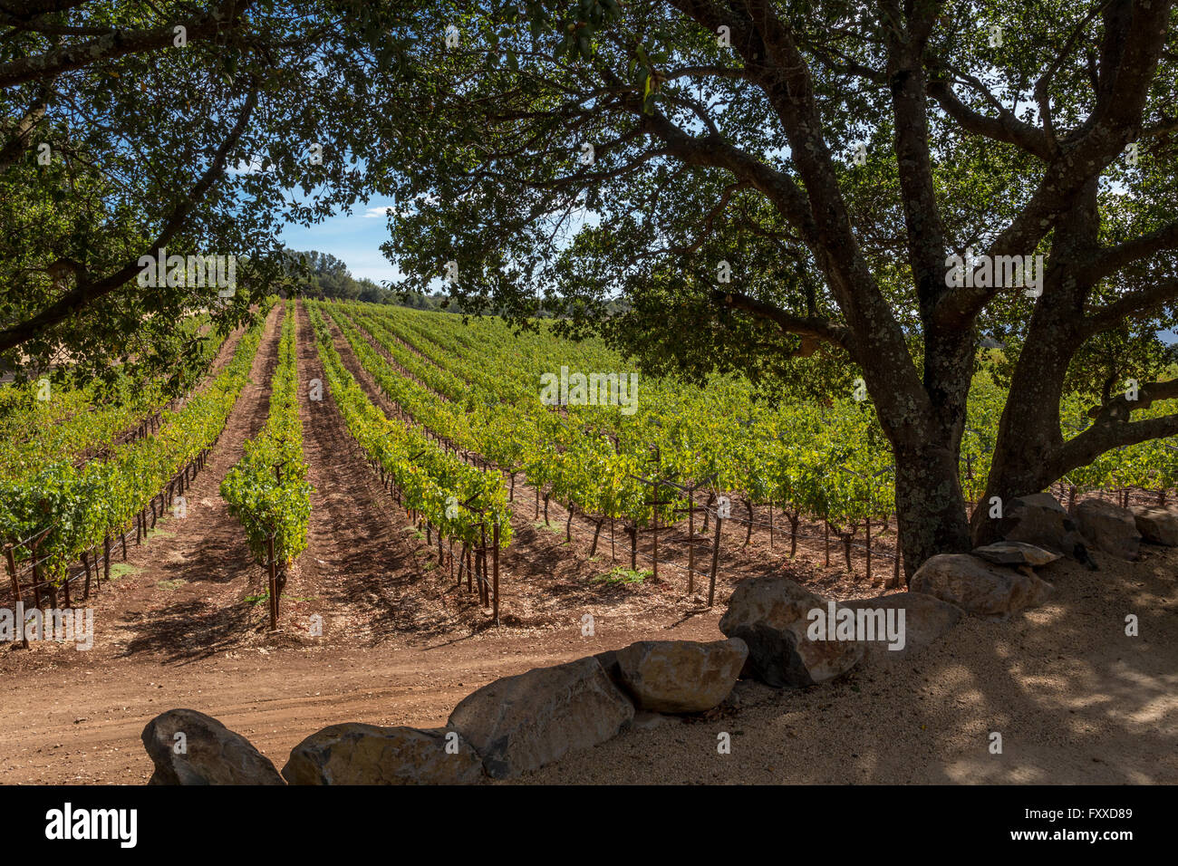 Weinberge Trauben, Traubenmost, Wein, Weinberg, Weinberge, Ansicht von David Arthur Weinberge, Pritchard Hill, Saint Helena, Napa Valley, Kalifornien Stockfoto