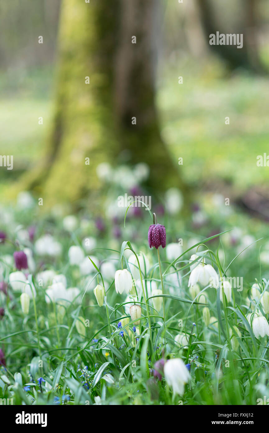 Fritillaria Meleagris Schlangen Kopf Fritillary im Evenley Wald Garden. Stockfoto