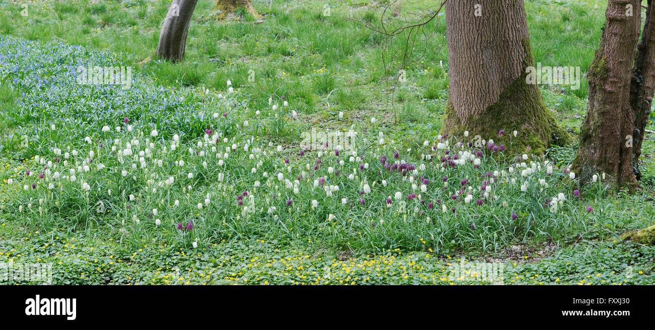 Fritillaria Meleagris Schlangen Kopf Fritillary in einem englischen Waldgebiet. Evenley Holz Garten, Northamptonshire, England, Vereinigtes Königreich Stockfoto