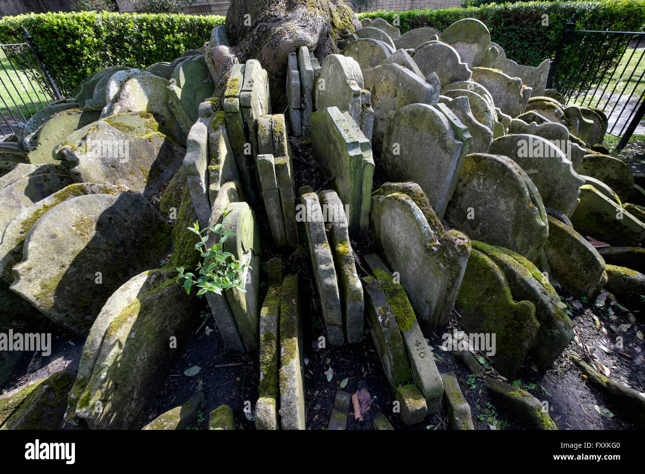Moos bewachsenen Grabsteine umschließen die robuster Baum, alte Kirche St. Pancras Kirchhof, London England UK Stockfoto