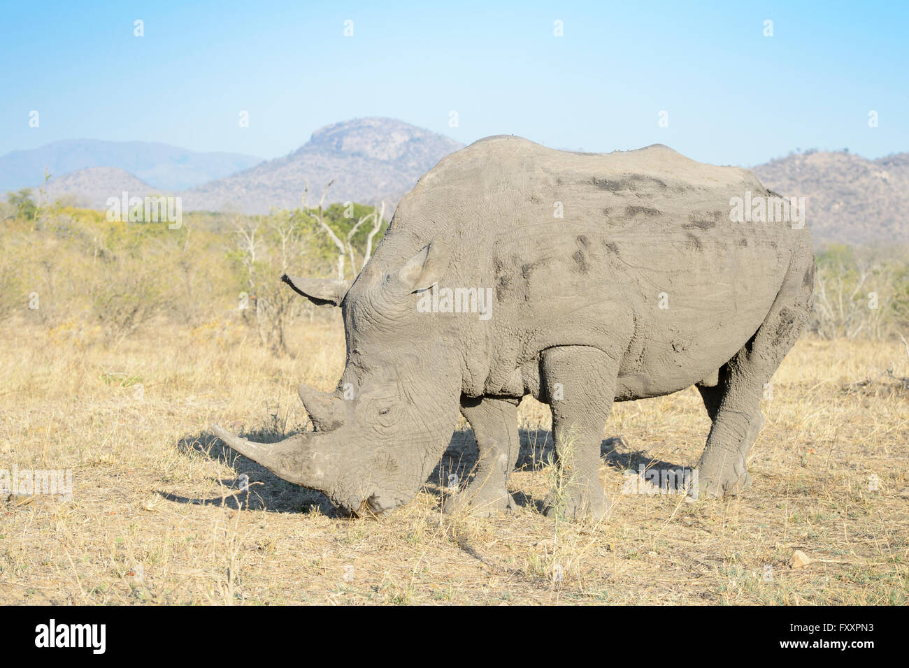 White Rhino (Rhinocerotidae)) in der Nähe, im südlichen Teil des Kruger National Park, Südafrika Stockfoto